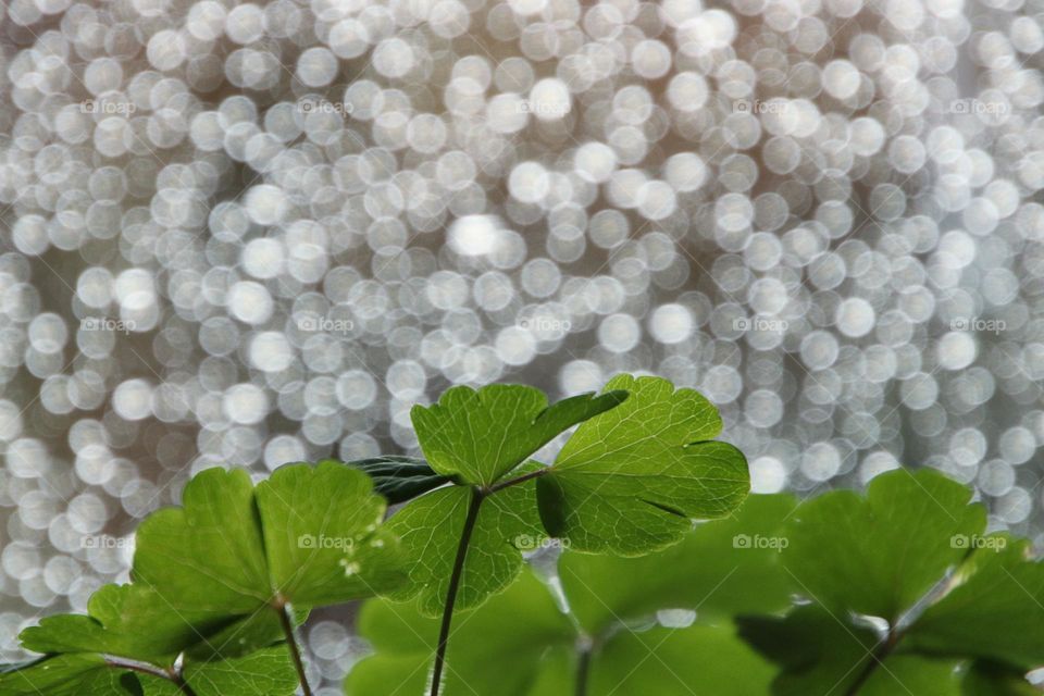 Close-up of green leaves on the window with sparkling background of raindrops