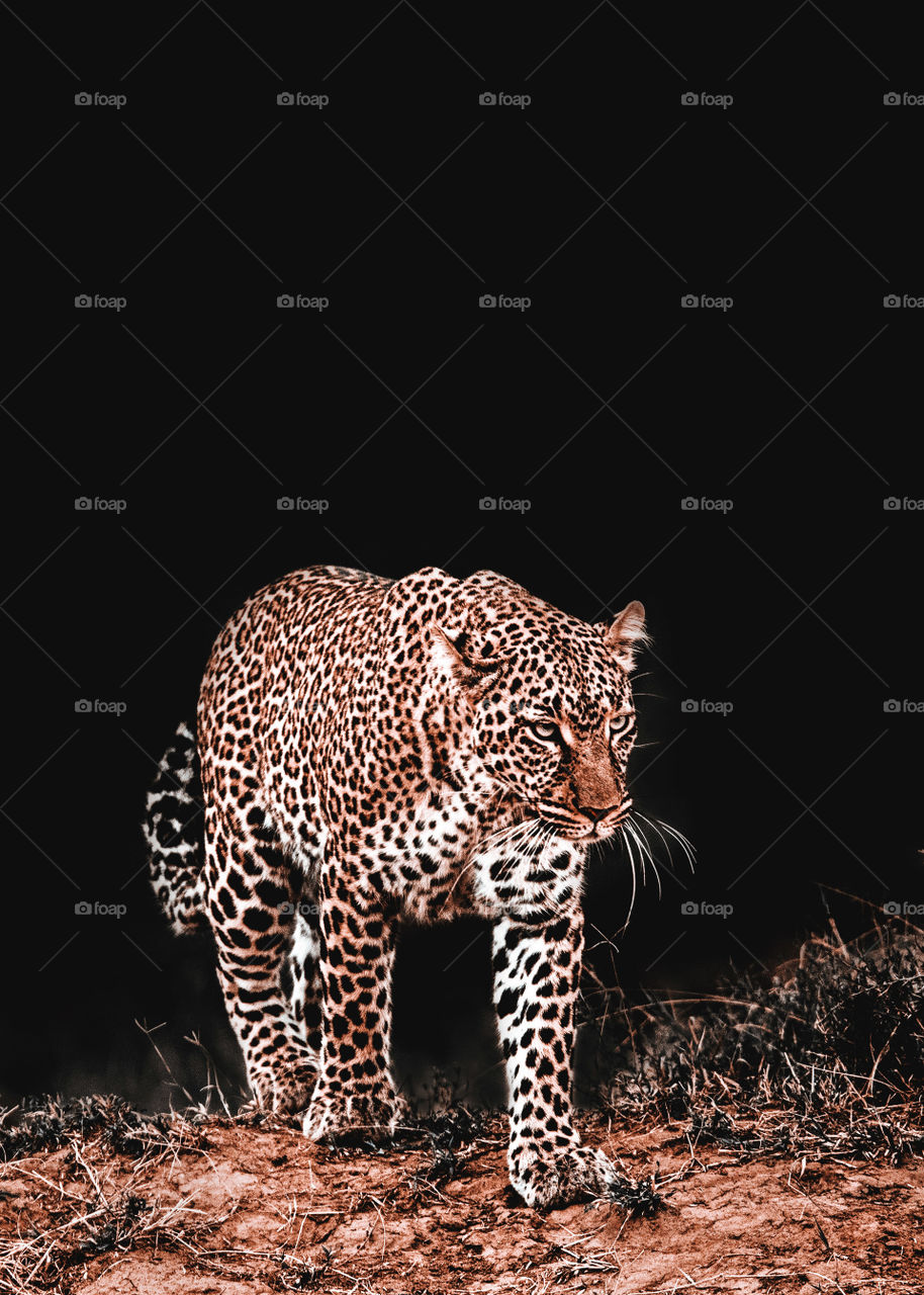Leopard