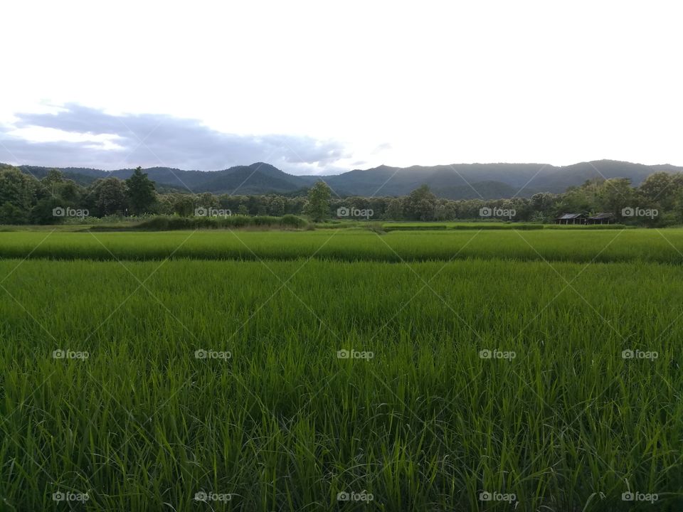 paddy field, view