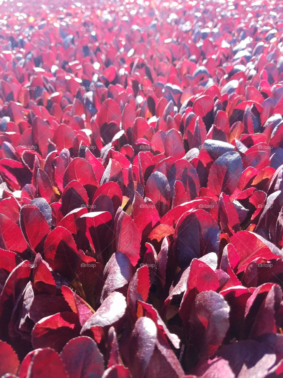 hermosa Lechuga Beautiful Lettuce  Lettuce colors