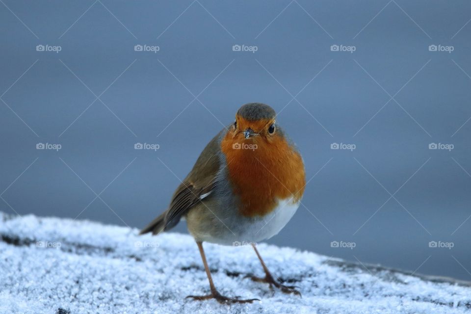 Winter Robin
