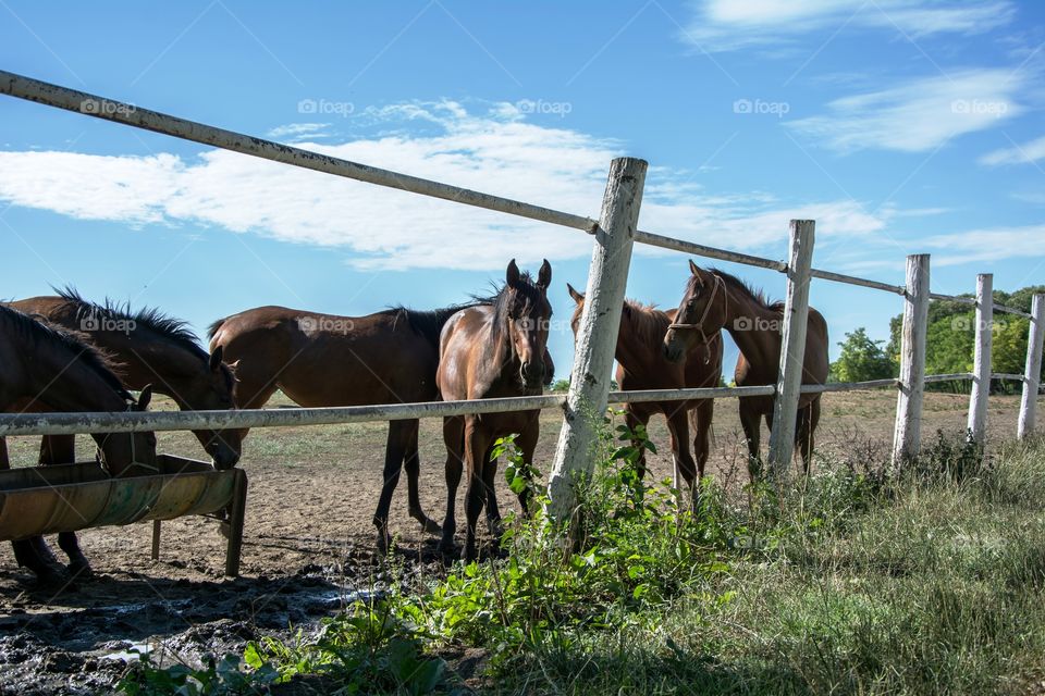 Horse on a farm.Sun and nature