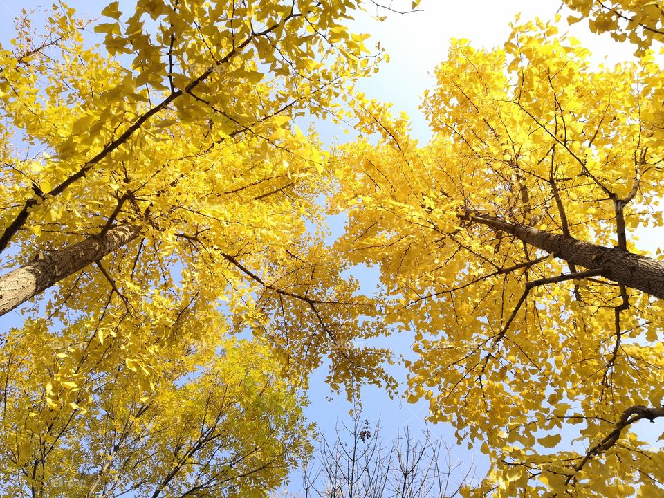The golden leaves of the ginkgo trees in the park are particularly beautiful in autumn