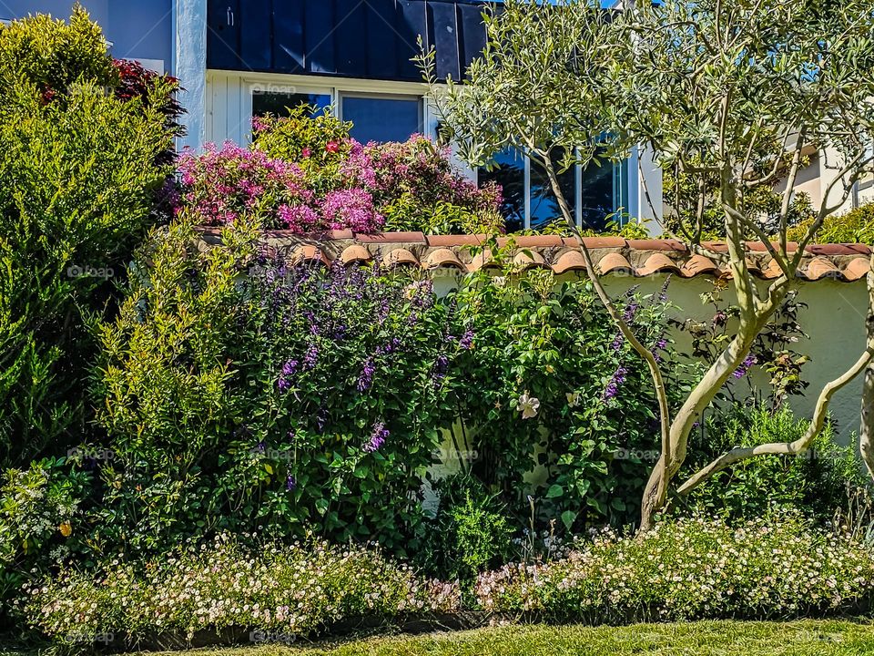 Beautiful garden growing in San Francisco California by the palace of fine arts, flowers in bloom on a warm spring afternoon 