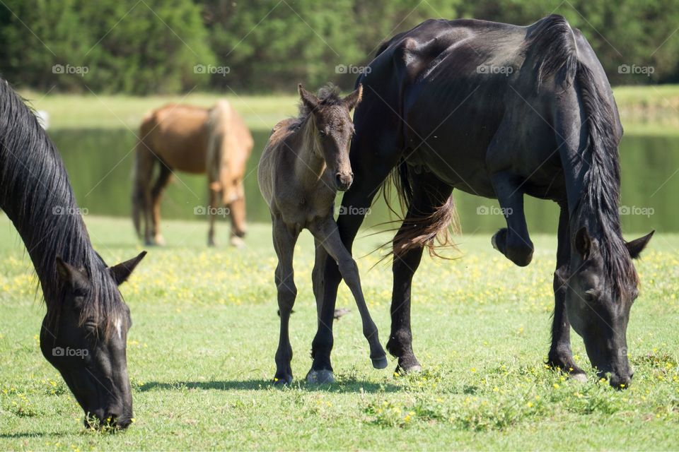 Horse Play