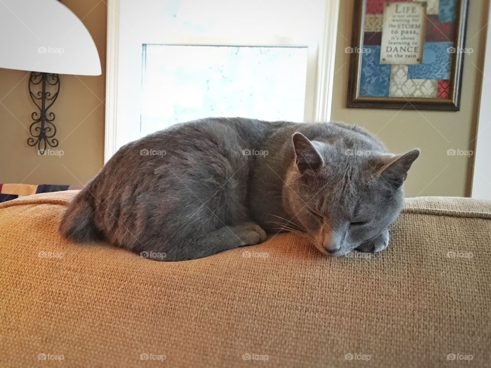 Bleu's favorite spot to nap is on the back of the couch...especially on gloomy, rainy days when he can't go outside to play.