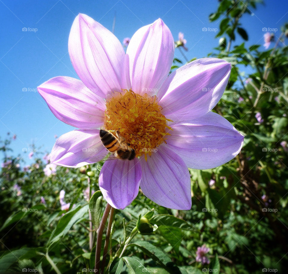 FLOWER AND BEE