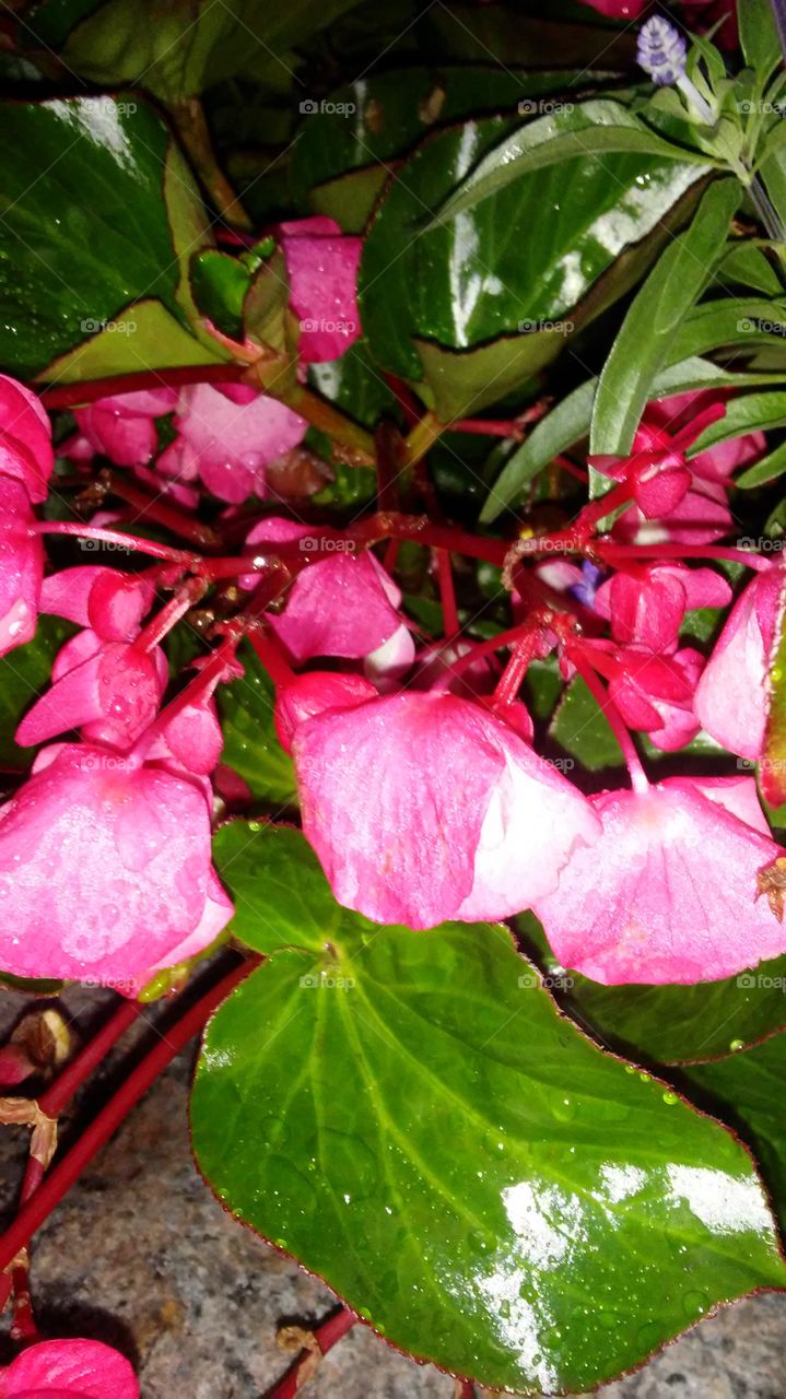 Leaf, Nature, No Person, Flora, Garden