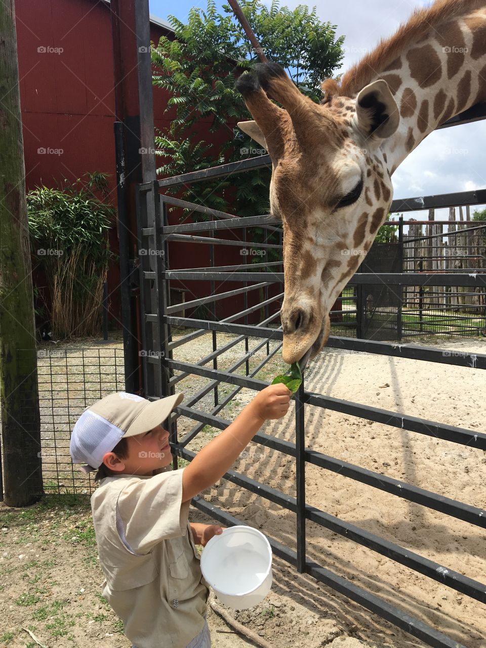 Jackson the giraffe 