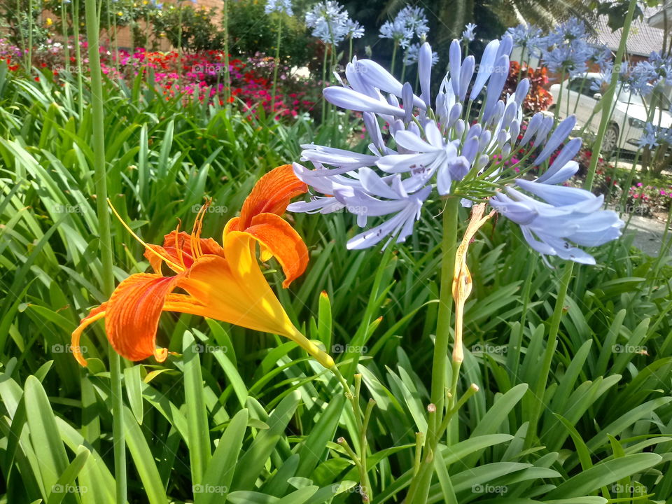 NATURE BOTANICAL PLANTS FLOWER GARDEN ENVIRONMENT