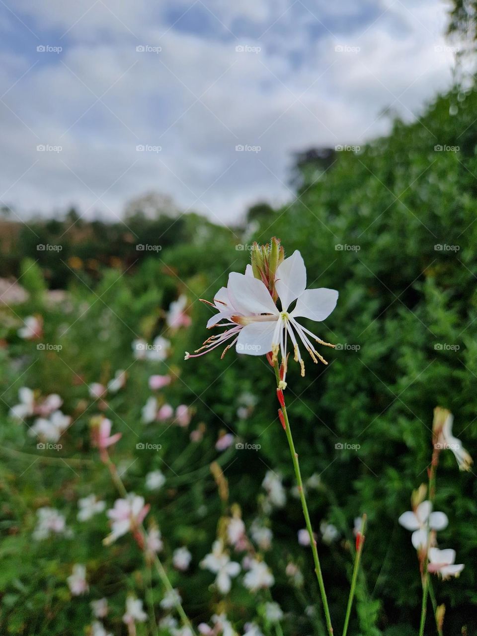 lone flower