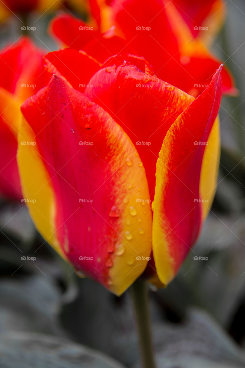 Tulip and water droplets 