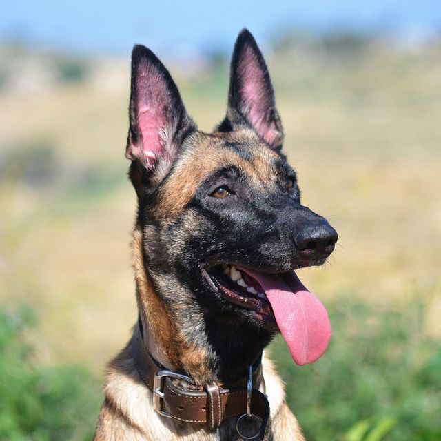 belgian malinois dog