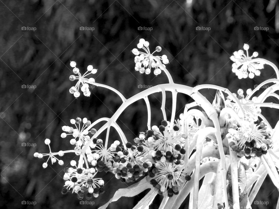 Nice black and withe of a plant with various spheres