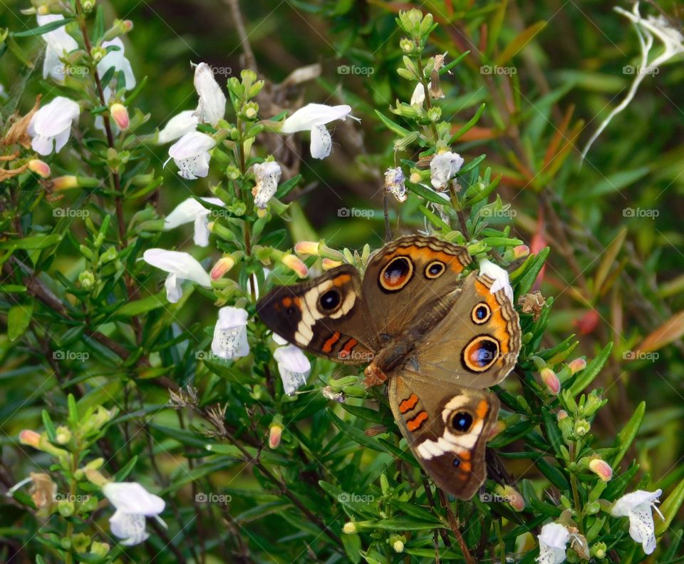 First sign of spring - Buckeye Butterfly