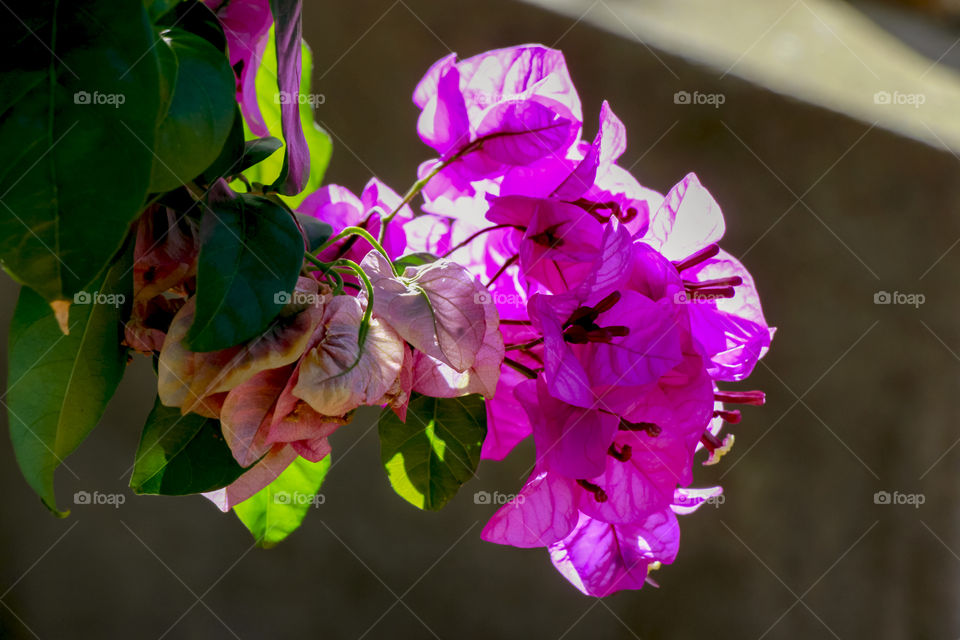 Pink flowers