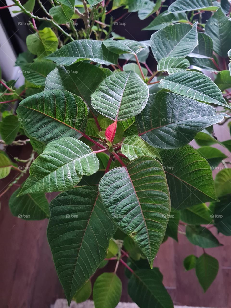 Poinsettia turns red