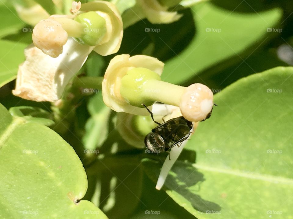 Bee on a blossom, pollinating and foraging for nectar closeup south Australian species 