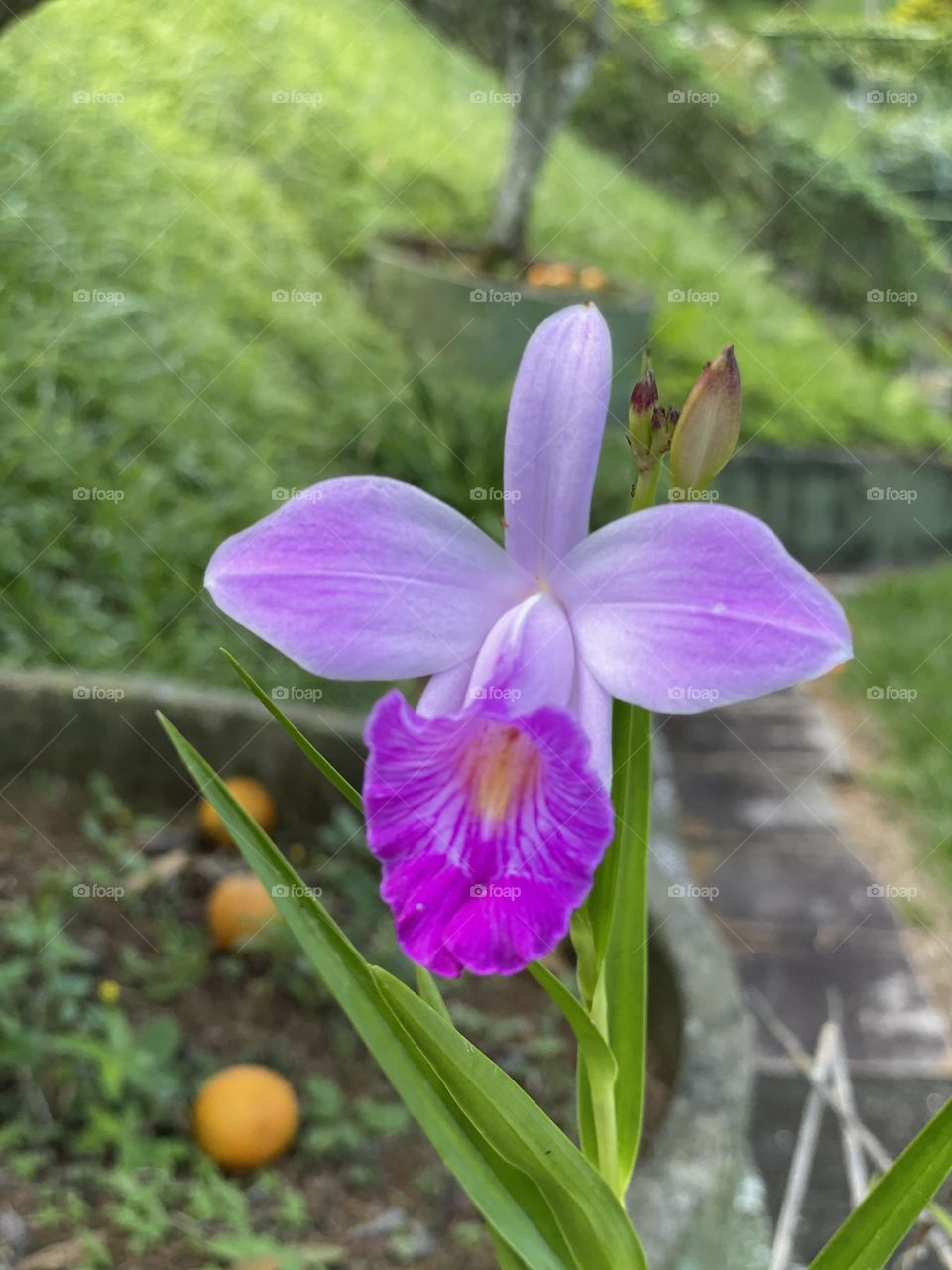 Orquídea 