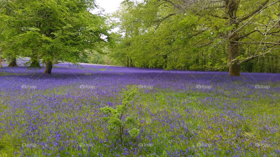 bluebell carpet