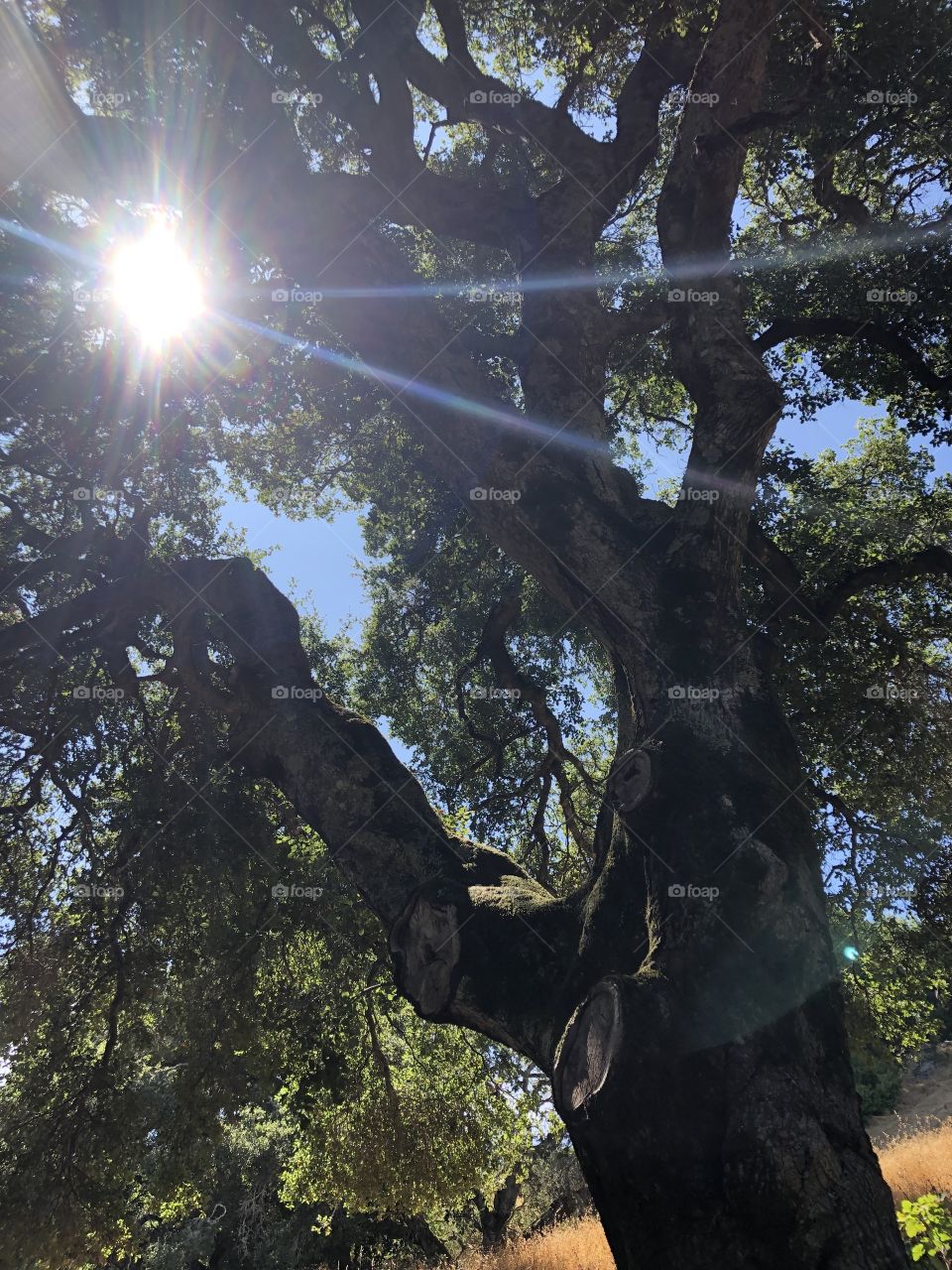 Tree with branches and leaves facing upwards and the sun reflecting above in the clear sky