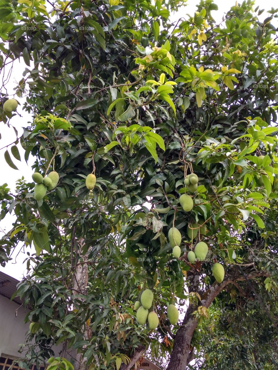 Mango Garden