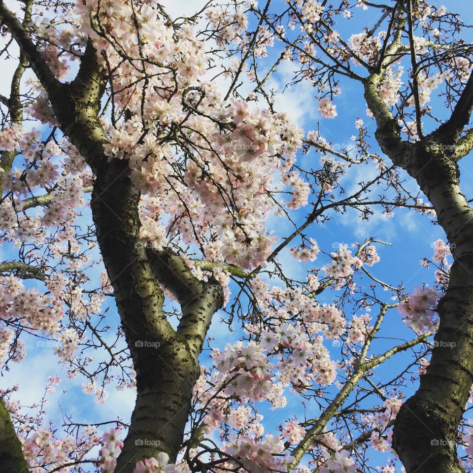 Spring blossom and blue sky