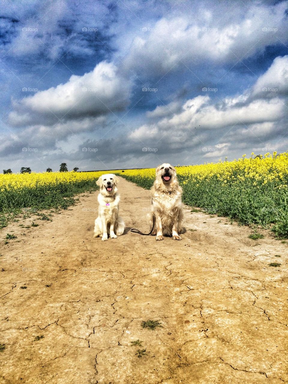 Two dogs on the road