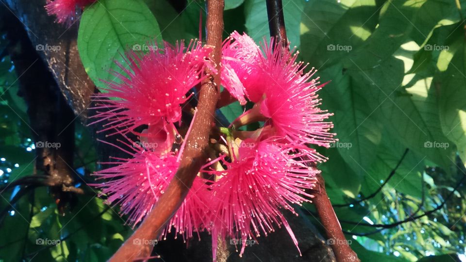 sunset otehtapple radiance