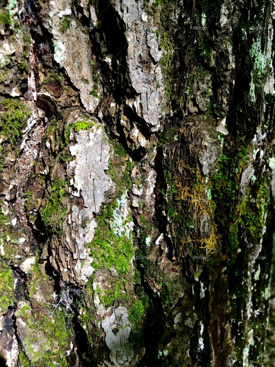 Bark and moss on a tree