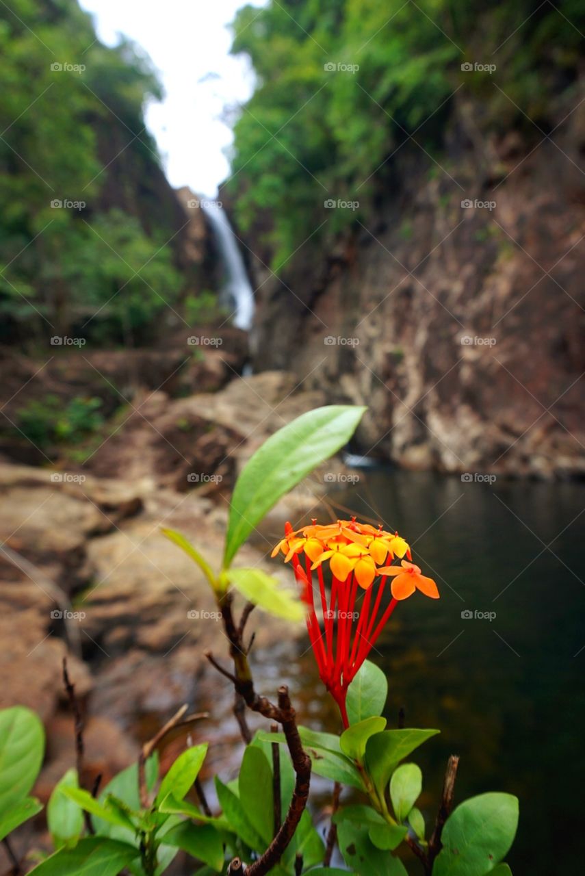 Waterfall flower