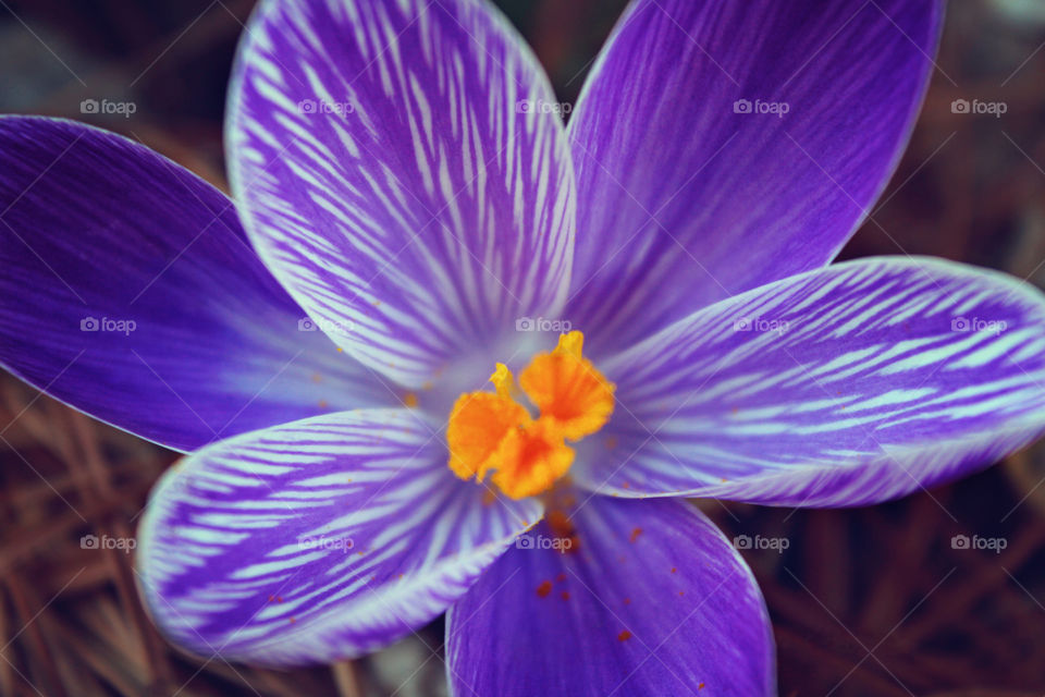 Flower, Spring, Crocus, Purple