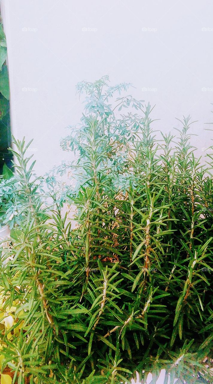 Leaf tree flower branches