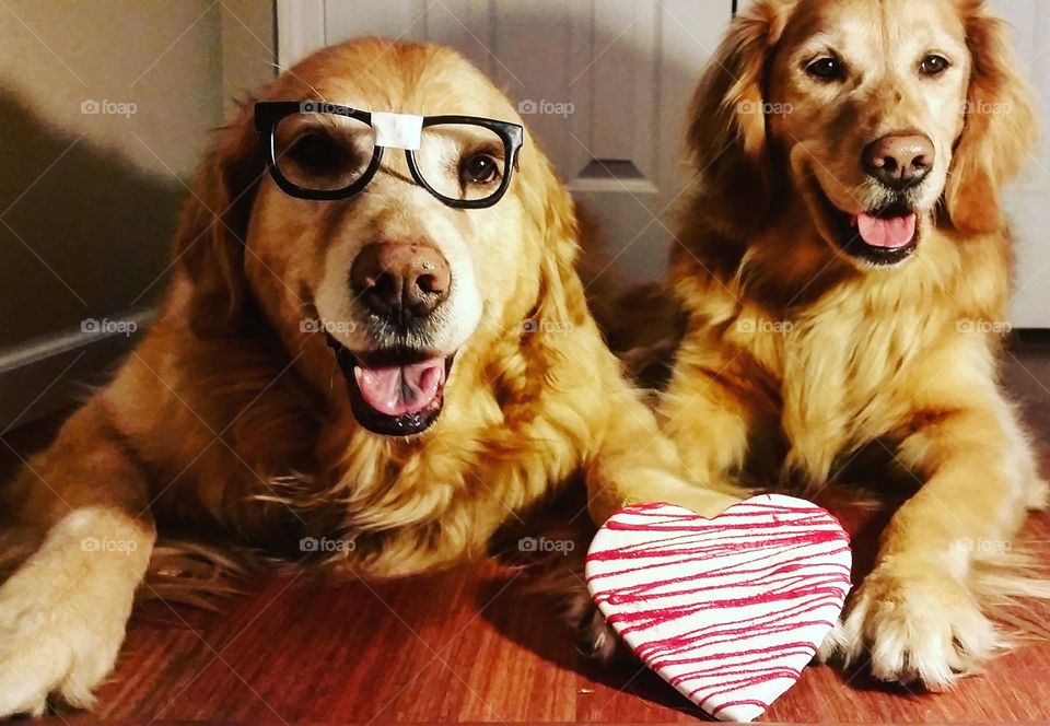 Two dog sitting with spectacles in house