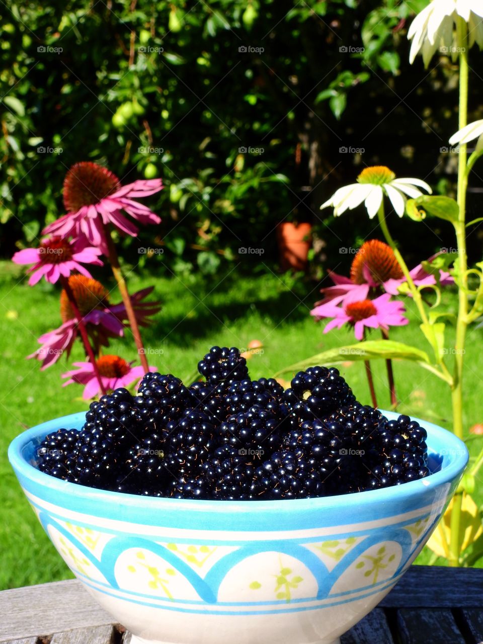 Bowl of blackberries