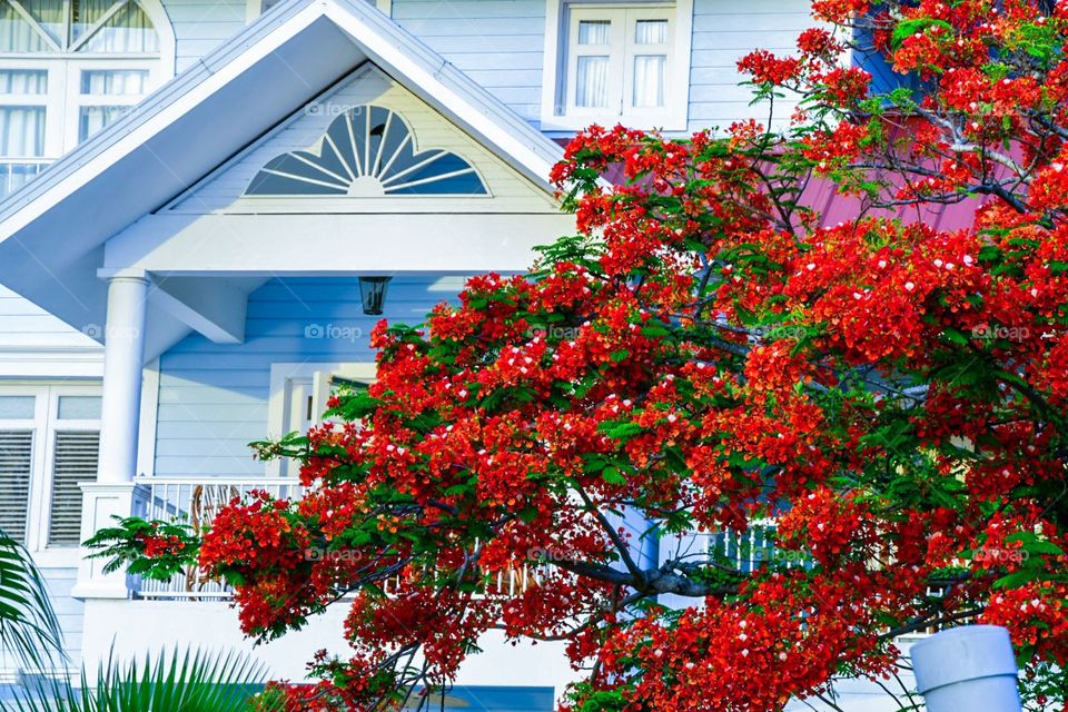 blue house and tree with brilliantly red flowers