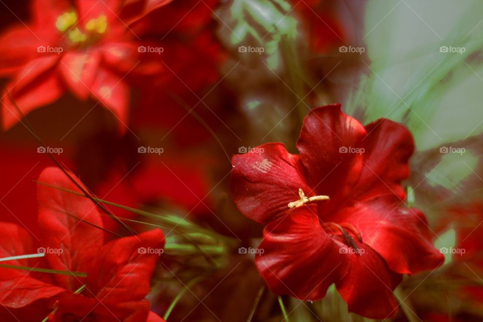 RED FLOWER