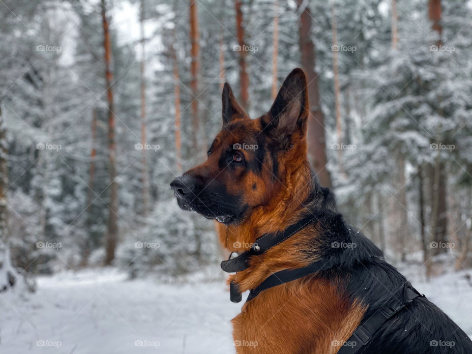 German shepherd dog in winter forest 