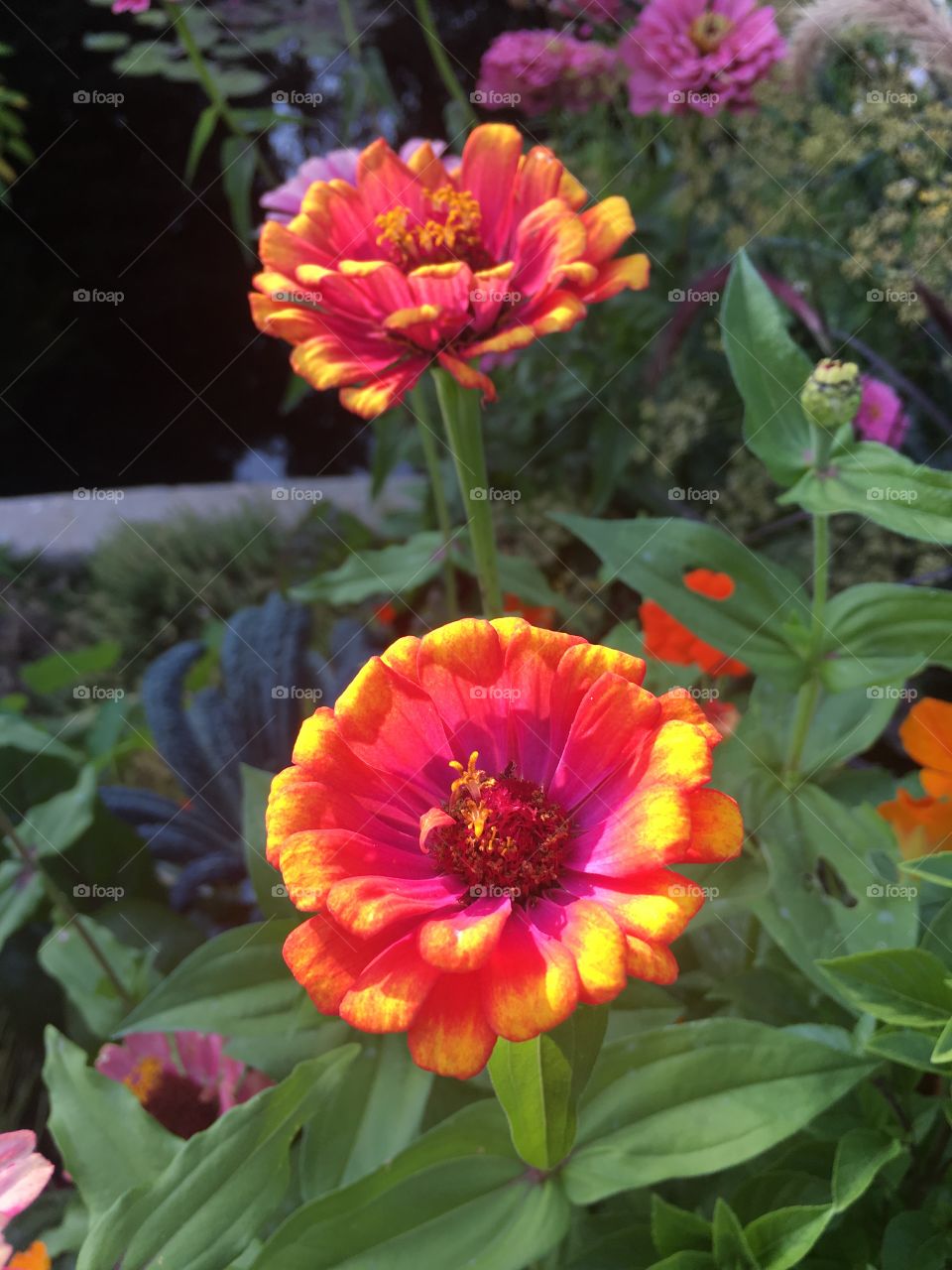 Colorful flowers in bloom 