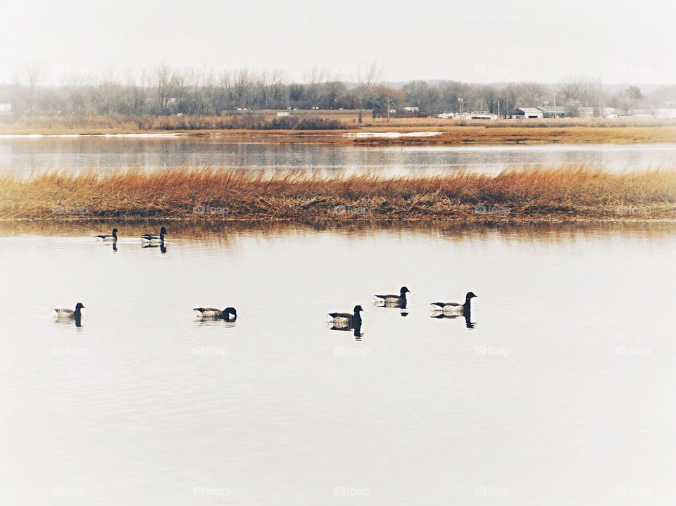 Great Meadow Marsh