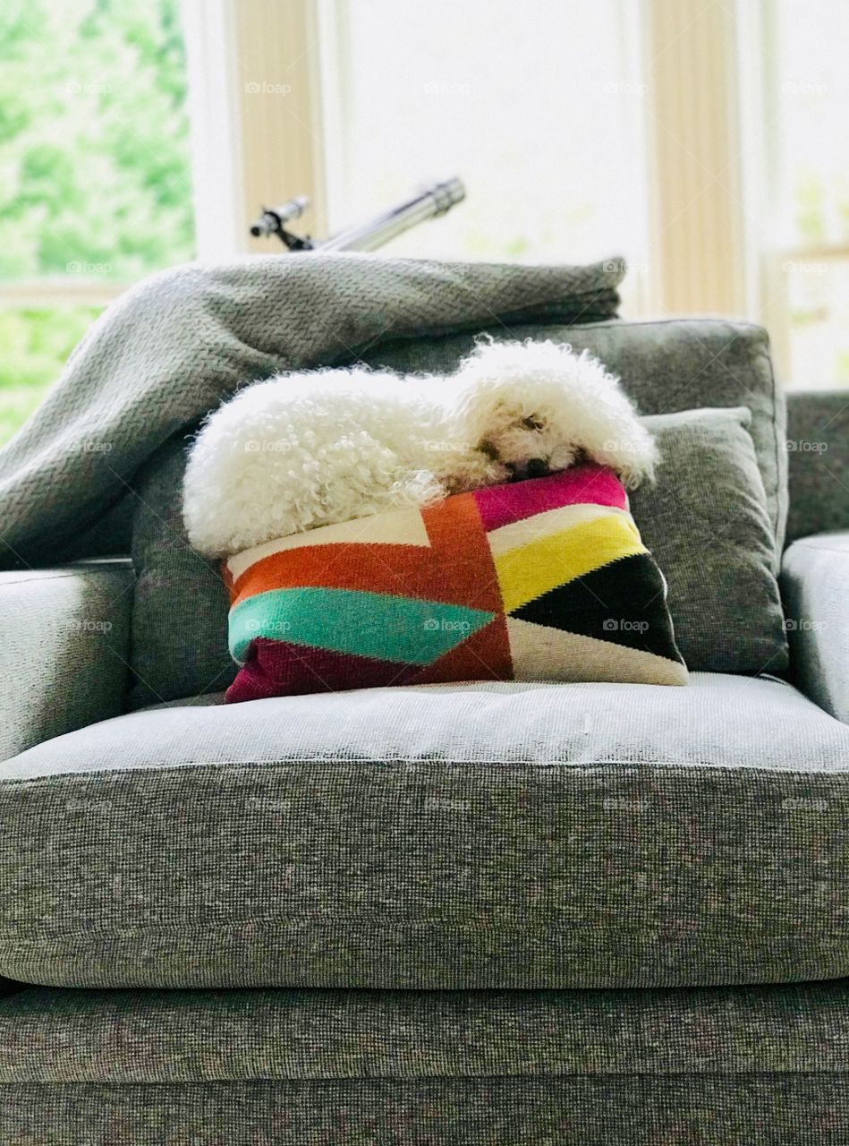 Puppy on Pillows