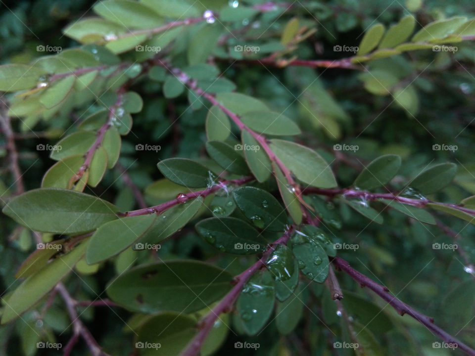 leaves with water drops