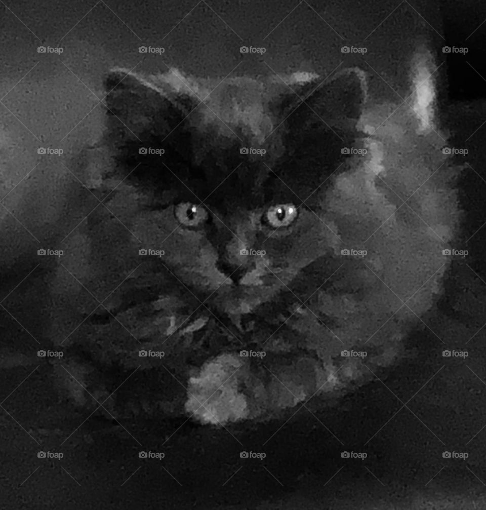 Kitten in black and white 