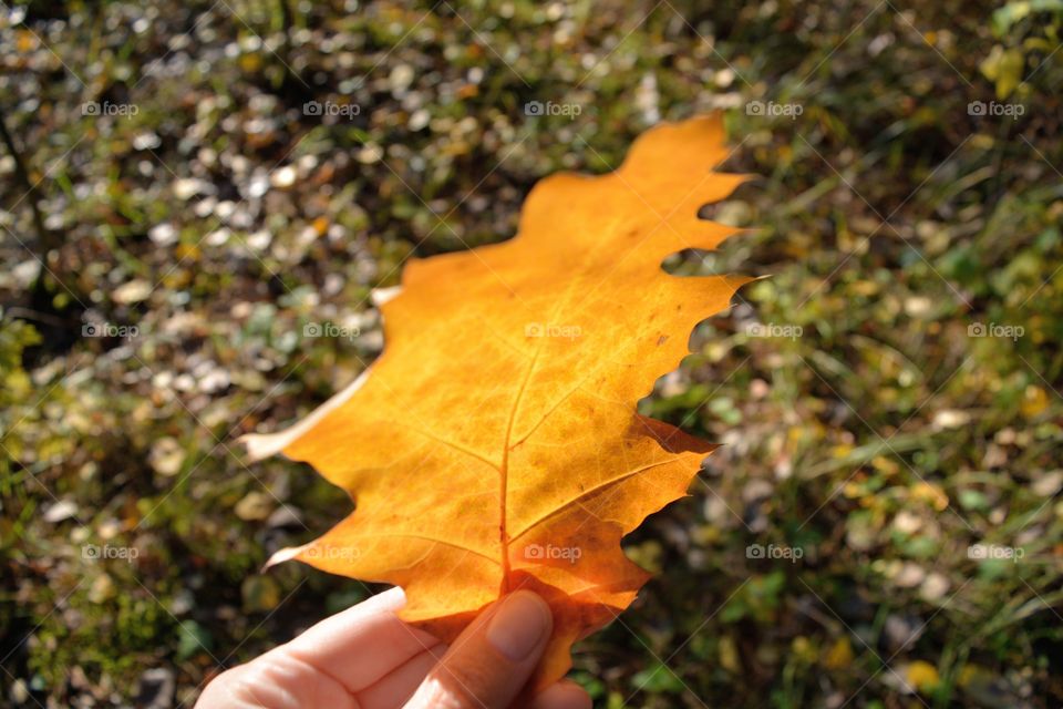 yellow leaf in the hand in the solar light