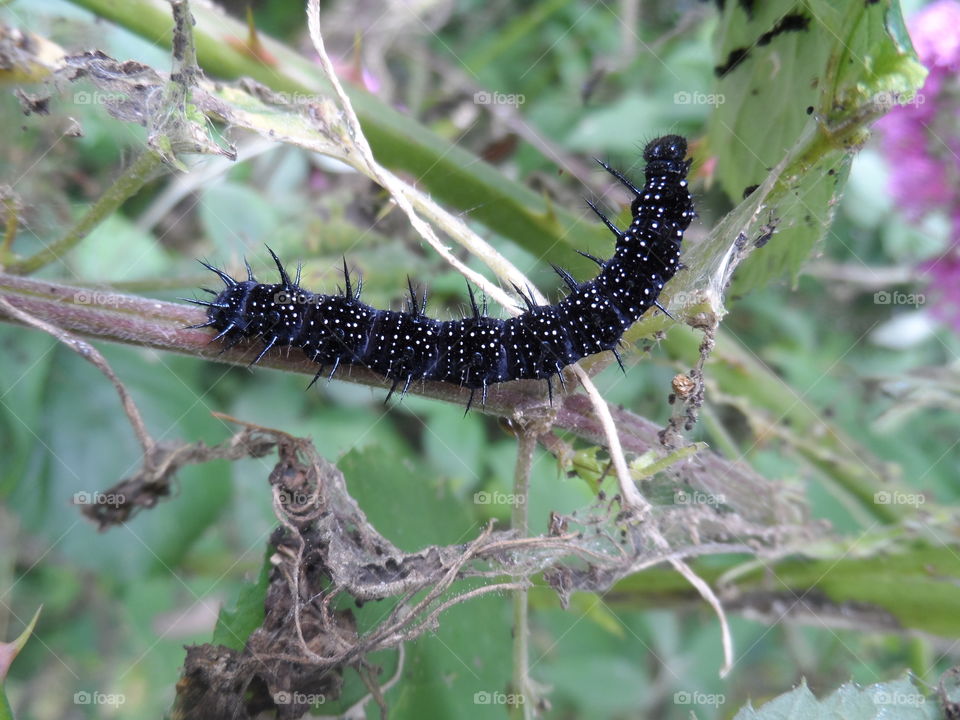Close-up of caterpillar