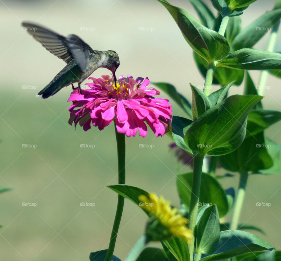 Hummingbird feeding from zinnia