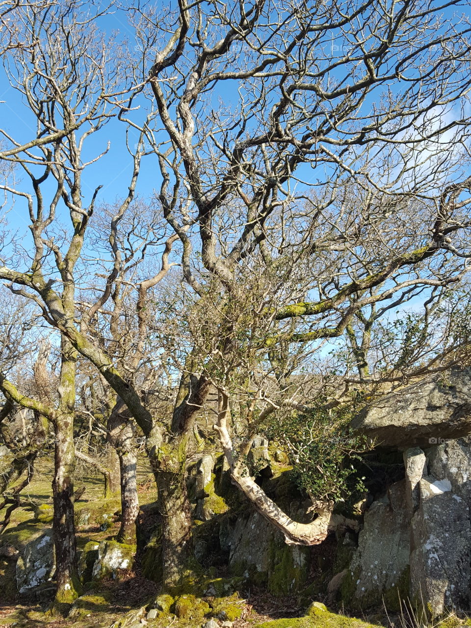 twisted trees