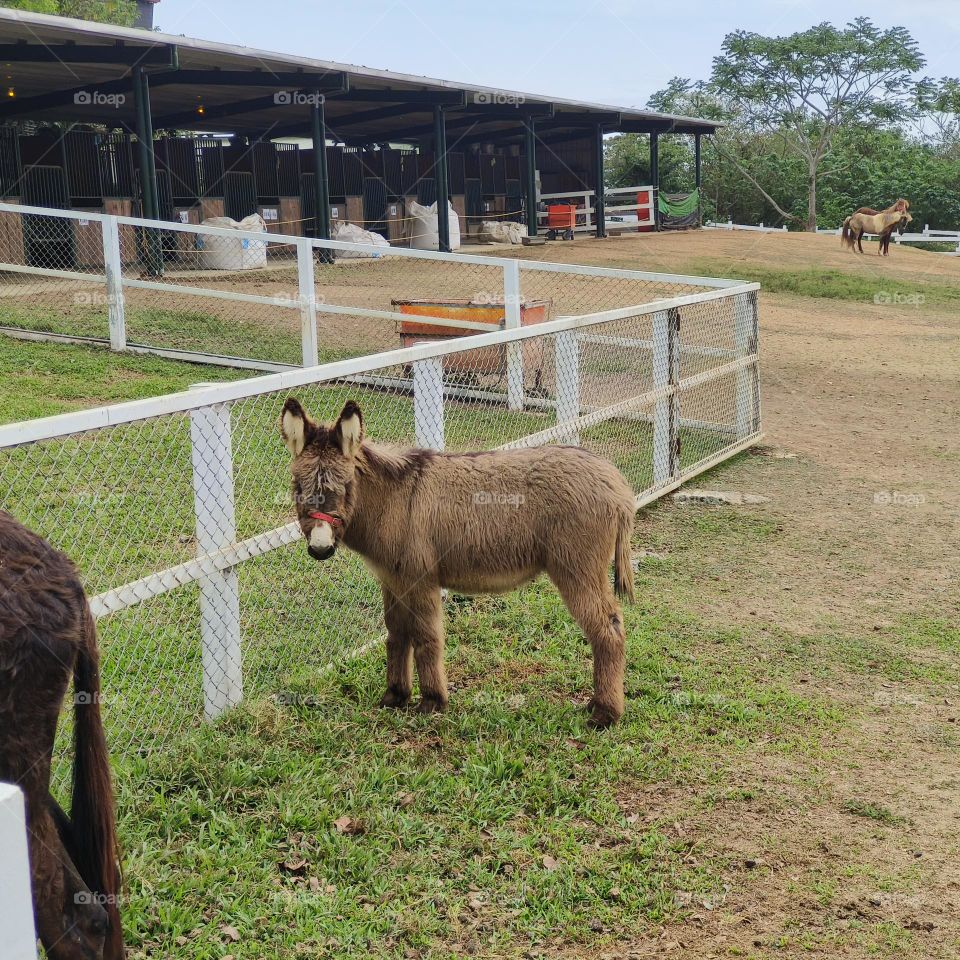 Donkeys at Chulu Ranch in Beinan Township