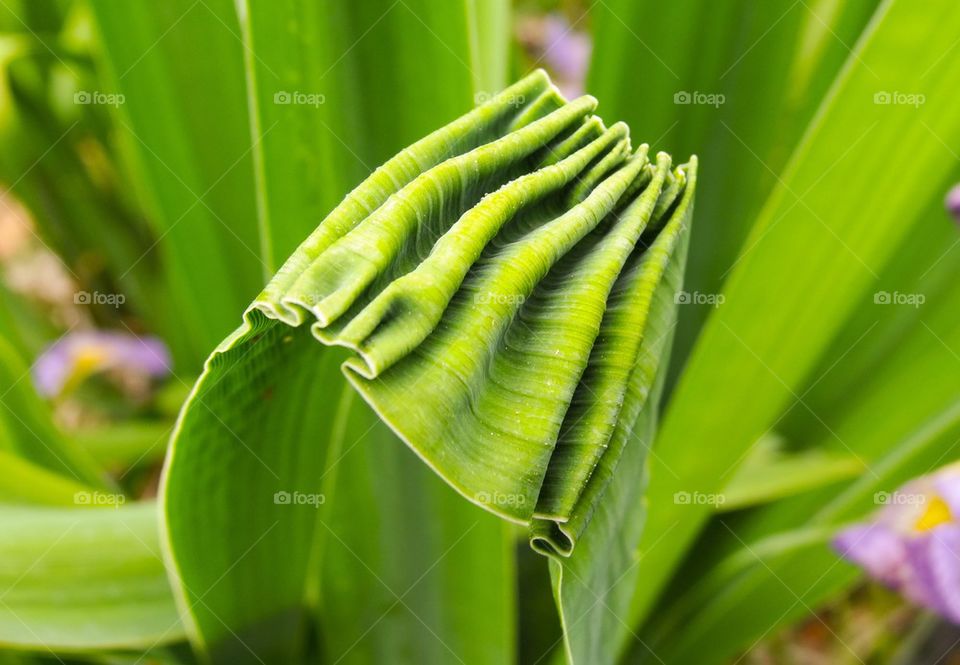Crinkled green leaf 