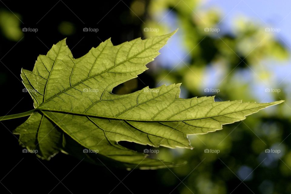 Leaf backlit to show veins